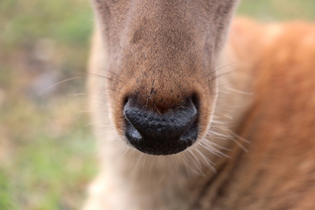 動物の嗅覚のイメージ